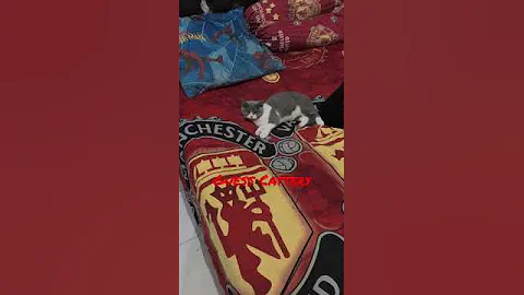 Video 1765261: cat britishshorthair kucing kitten, britishshorthair catlover kitten, britishshorthair cat cute kucing, kitten britishshorthair kitty, kitten kucing british, kittycat kitties