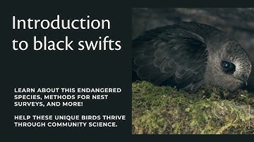 Conducting black swift surveys in Canada