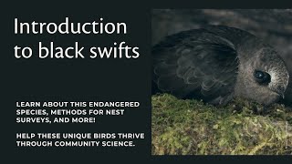 Conducting black swift surveys in Canada