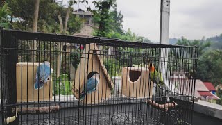 Rumah Baru Bayi Lovebird