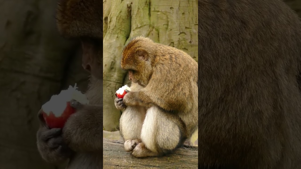 Anant Ambani leads Vantaras mission to save wildlife 