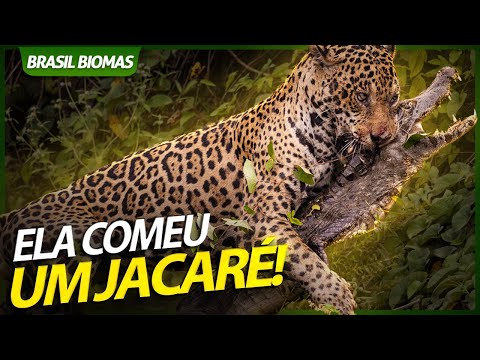 UMA ONÇA-PINTADA COMENDO UM JACARÉ! | RICHARD RASMUSSEN