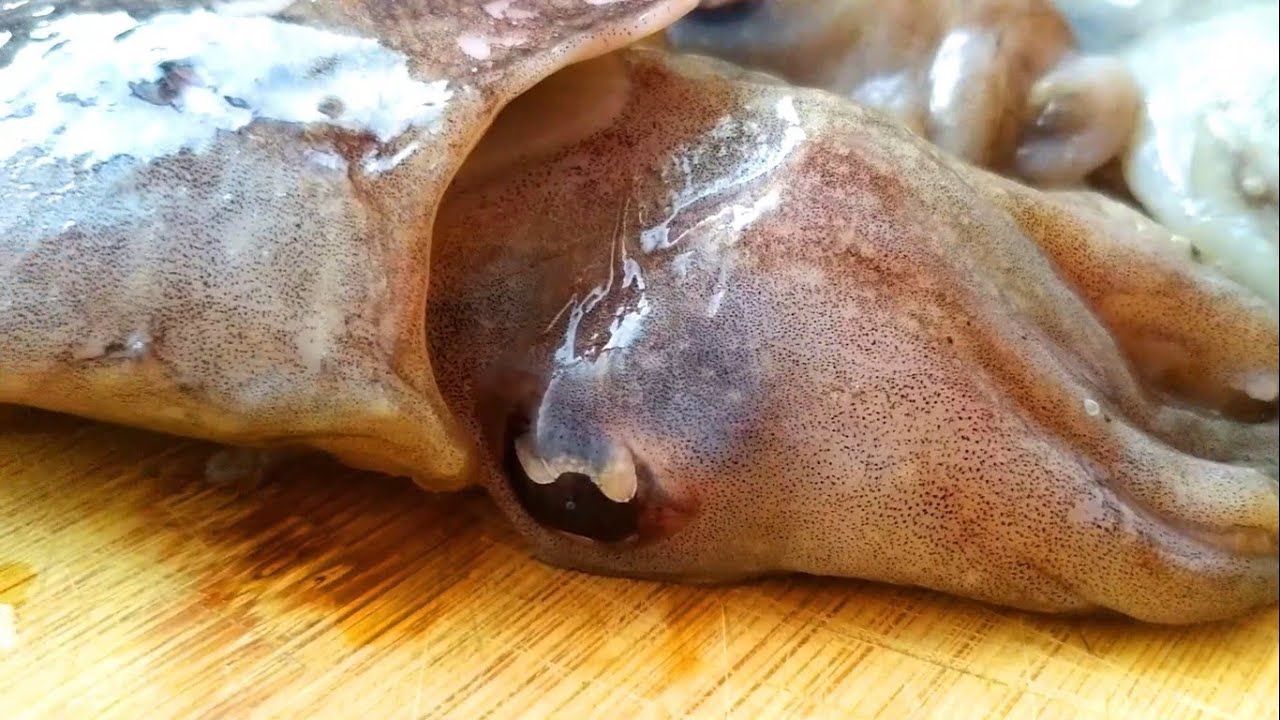Como limpiar sepia fresca | Sepia gigante | Preparando choco | Sepia a la plancha | Choco frito