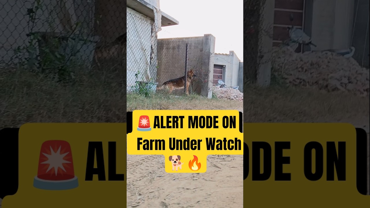 German Shepherd in ALERT MODE 🚨Running to Protect the Farm 🐕‍🦺🔥