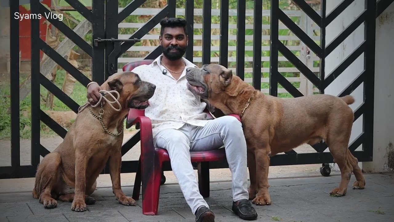 ഒരു കോടി രൂപ മുറ്റത്തു കിടന്നാലും ആരും എടുക്കില്ല കരിമ്പുലികൾ കാവൽ നിൽക്കുന്ന വീട് Cane corso dogs 