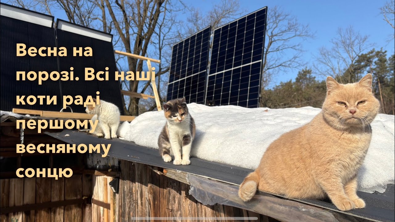 Весна прийшла до наших котиків