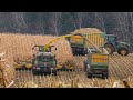 Уборка кукурузы на силос / John Deere 9600i / 2X John Deere 6250R, 2X 6175R, 7310R /