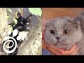 Коты и Жара: Как Спасать От Жары Вашего Котика. Все О Домашних Животных.