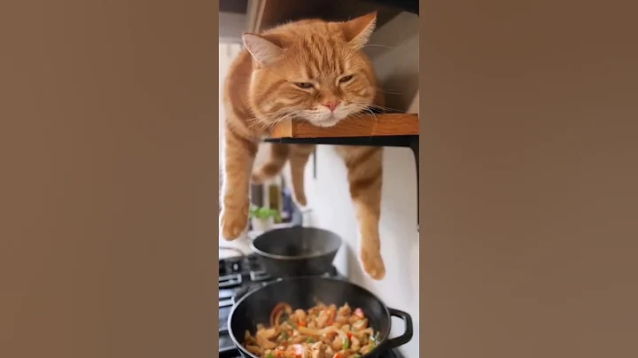 Video 11601041: cats funnycats funnycatvideos, funny cat