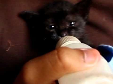 My Baby Puma: Kitten!!! - YouTube