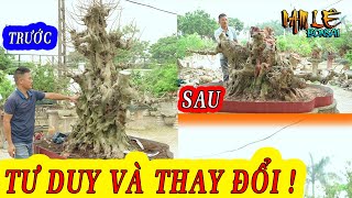 Nam Lê xử lý mạnh tay cốt sanh rất già, thay đổi bố cục giúp a Chinh Thái Bình | NamLe Bonsai