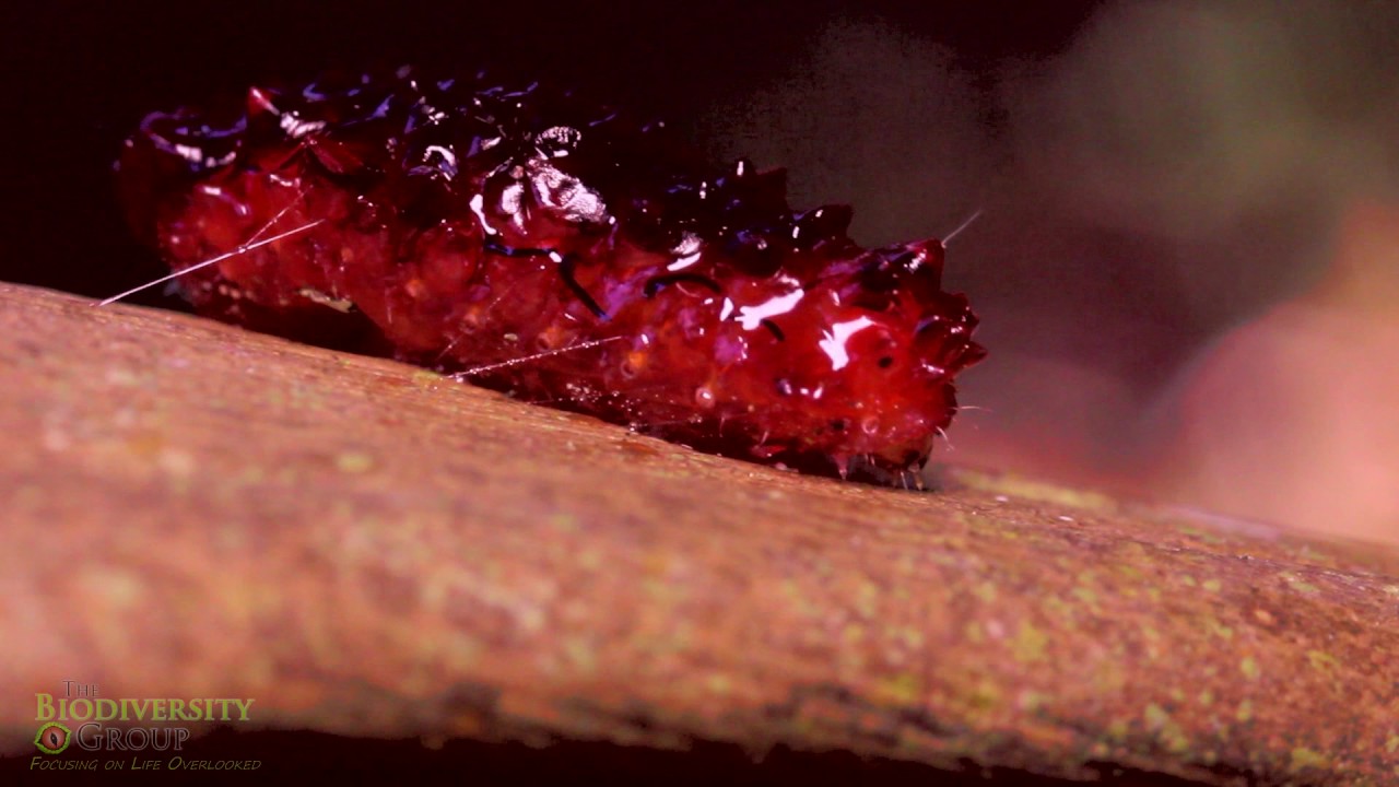 宝石のように美しい ジュエルキャタピラー ってどんな生き物