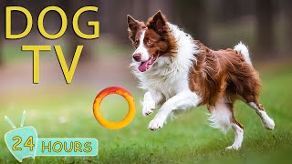 DOG TV:  Top Video Entertainment for Anxious Dogs When Home Alone - The Best Music Collection Dogs