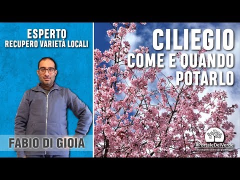 Quando è giusto potare il ciliegio?