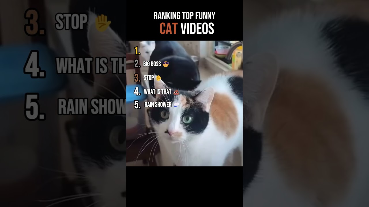 Ranking Funny Cat Videos 🤣