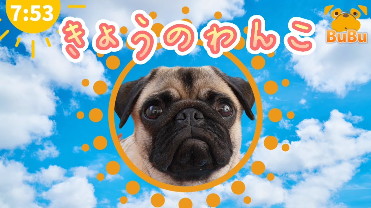Thanks mama わんこb パネル生地(コーギー?・ポメ・ダックス Thanks mama わんこb パネル生地(コーギー?・ポメ・ダックス