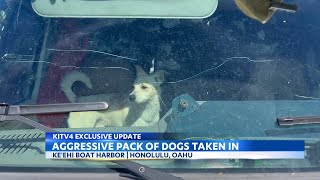 Owner takes action on aggressive pack of dogs living at abandoned area of Oahu boat harbor