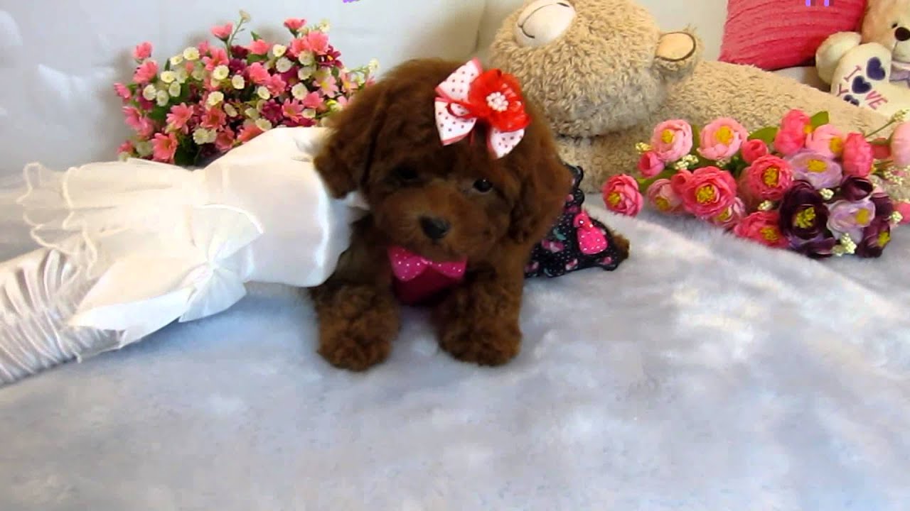 Teacup Toy Poodle 965 Teacup poodle Toy poodle Pocket teacup poodle