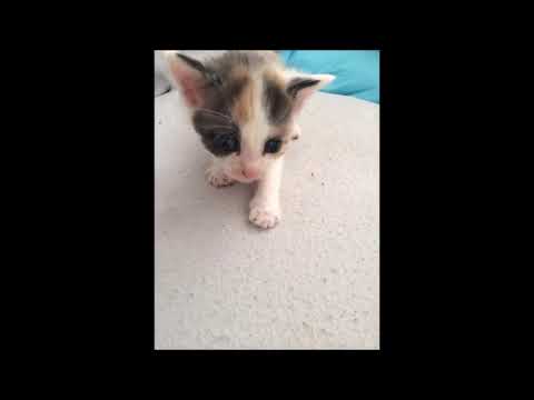 Unsere Katzen Babys - YouTube