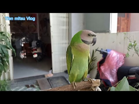 Video Cách nuôi vẹt 250k cho người mới bắt đầu #vet... - youtube