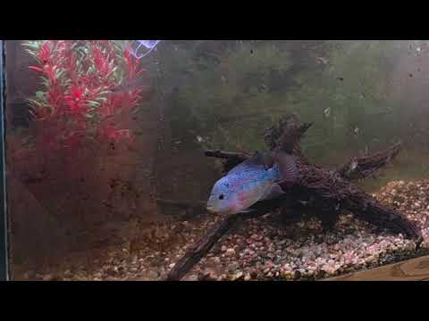 Cleaning Misfit's aquarium, hoping not to get bit #aquariumhobby #flowerhorn #fishkeepinghobby 
