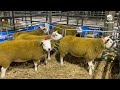 North East Irish Texel Twilight sale 2022