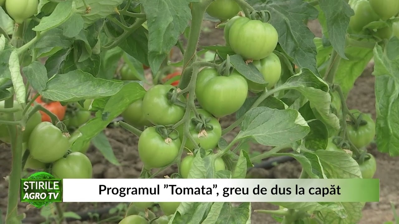 Programul Tomata, greu de dus la capăt. ”O să fie un DEZASTRU în legumicultură” 1 Programul Tomata, greu de dus la capăt. ”O să fie un DEZASTRU în legumicultură” YouTube player