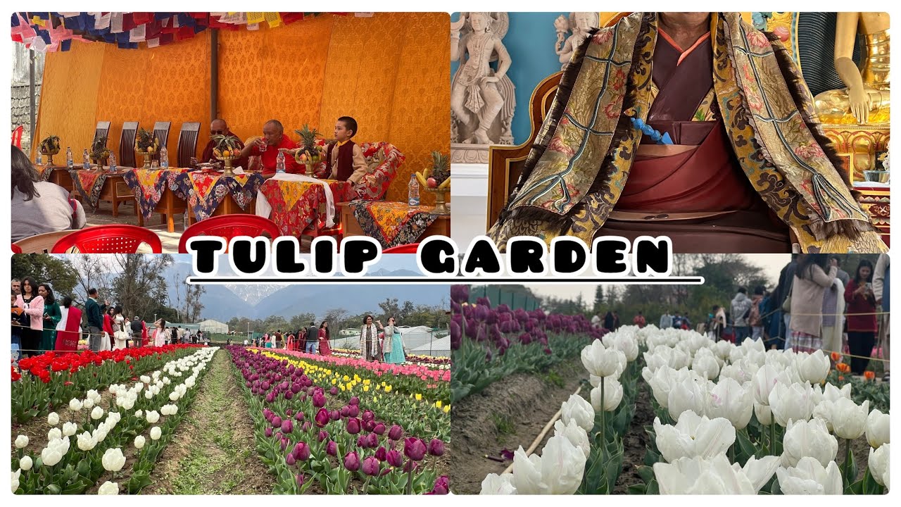 Lunch at Chokling monastery # Palampur Tulip 🌷 garden #