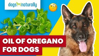 Oil Of Oregano For Dogs