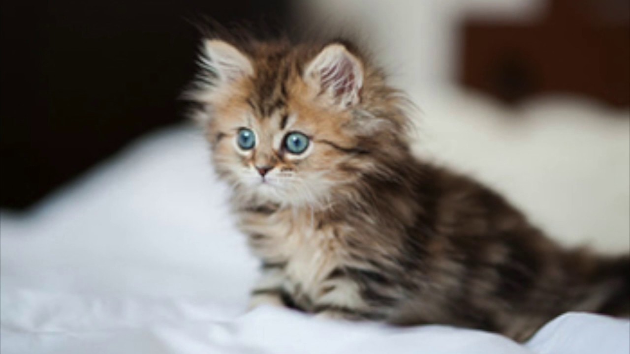 ペルシャ猫 画像 かわいい Youtube