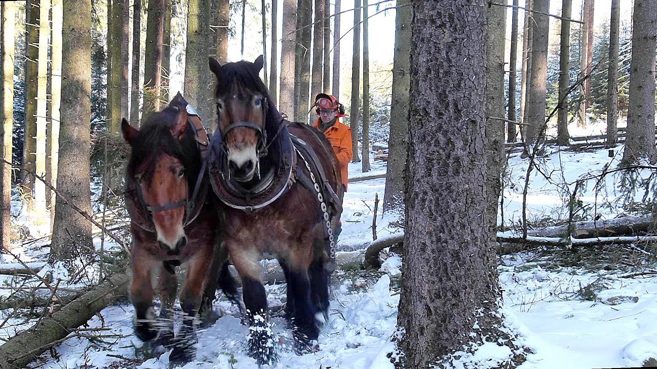 Stahování klád na Brdech - František Kratochvíl a jeho koně Míša a Max