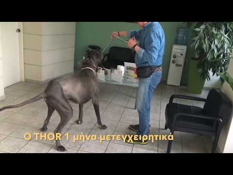 Βλαχόπουλος Σ..Δυσπλασία ισχίου σε γιγαντόσωμο σκύλο.Πριν και μετά την αρθροπλαστικη