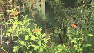 Families affected by autism hosted by Butterfly Wonderland | FOX 10 News