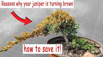 Juniper bonsai turning brown, how to save it, check if it