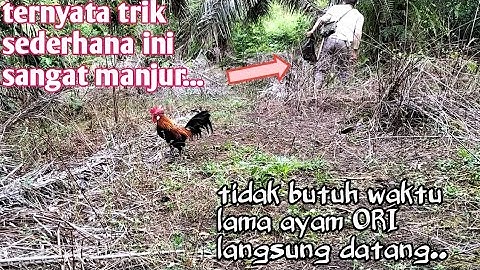 MIKAT AYAM HUTAN ..TERNYATA TRIK SEDERHANA INI SUPER DUPER MANJUR.... 😀😀😀