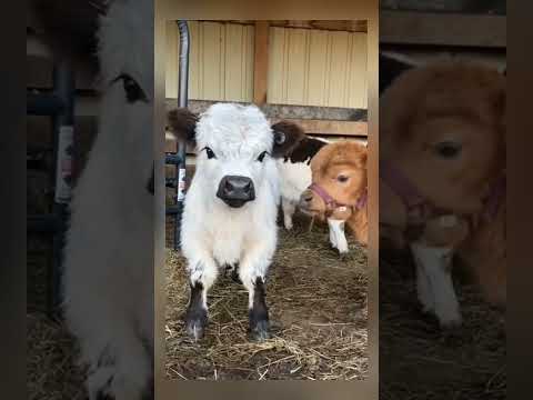 🤩👀CUTE MINI COW🐄🥰
