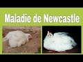 Lamaladie de newcastlevtos zone