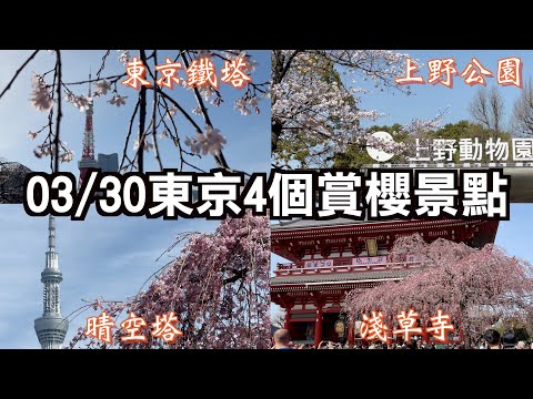 2024 0330 東京4個櫻花景點分享Ｉ上野公園及不忍池的花況如何呢？Ｉ淺草寺前的粉色垂櫻盛開 能拍到櫻花與晴空塔合影Ｉ增上寺前的垂櫻開花 可與東京鐵塔合影Ｉ芝公園的秘密櫻花景點分享