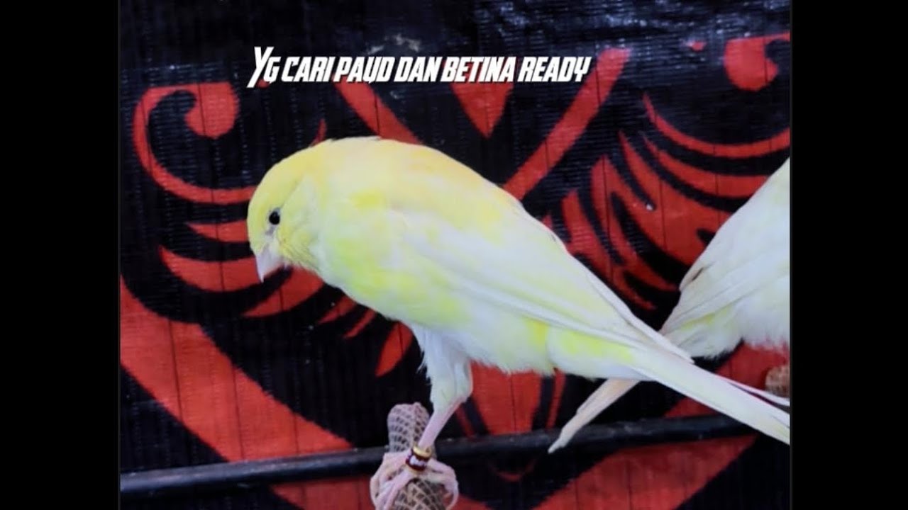 PAUD F1 F2 DAN READY BETINA SIAP KAWIN ‼️#kenari #galerikenariindonesia 