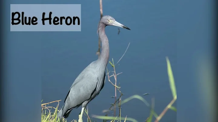 Tri-Colored Heron (and more)