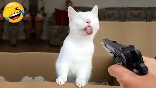 Funniest Animals  Hilarious Cats and Dogs 2024  Part 20