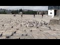 فيها السكينة والأمان إطعام الحمام في باحات المسجد الأقصى 