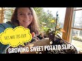 How to start your own sweet potato slips.