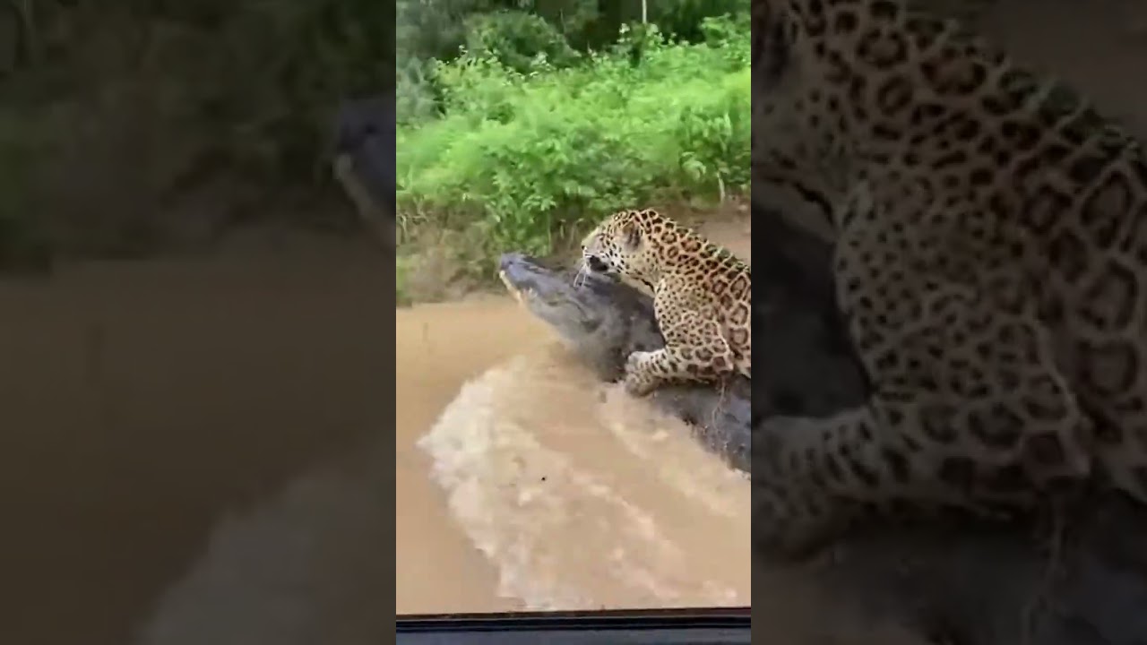 Jaguar vs Crocodile – INSANE River Attack!