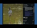 This rare bird made a stop in Phoenix