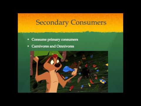 Food Chains: As Told By The Lion King