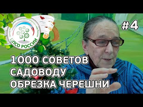 Вопрос: Кусты каких ягод живут до 300 лет?