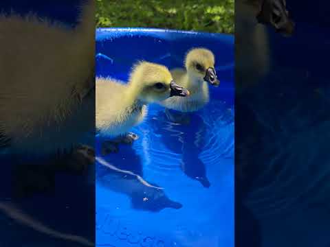 Африканские гусята ❤️🪿 #goslings #florida #farming #nature #флорида #гусята #животные