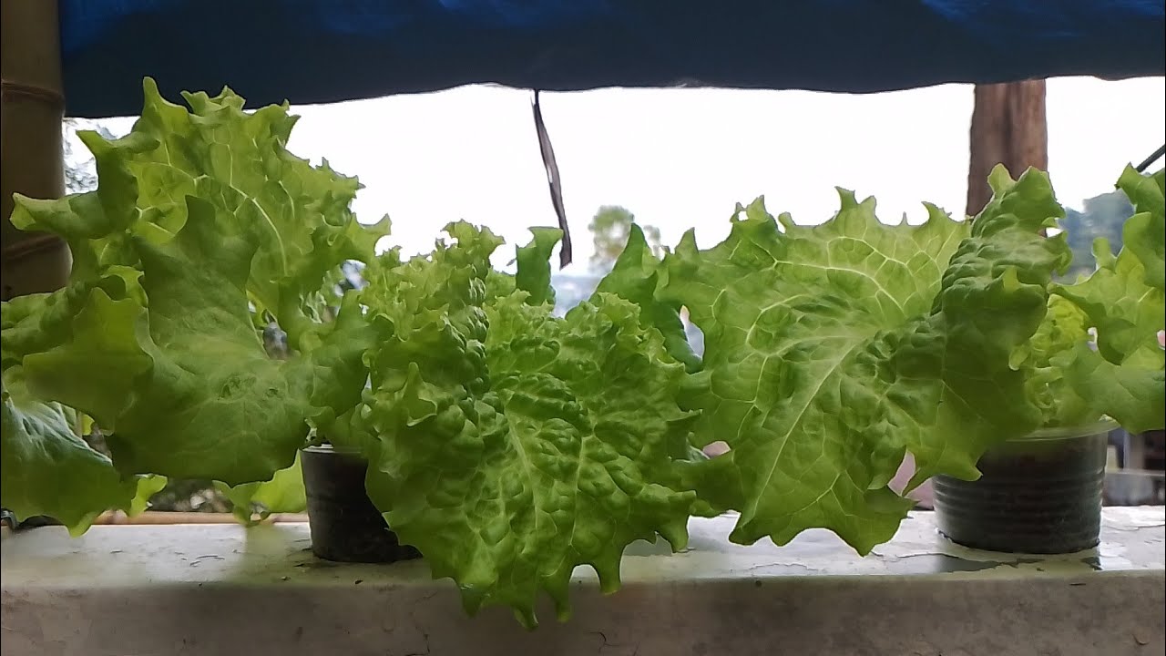 Hydroponics: rapid lettuce crakty method!