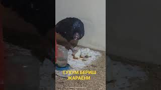 ДАКАН ЖУЖАЛАРИМ...(ОХУНОВ ТВ)